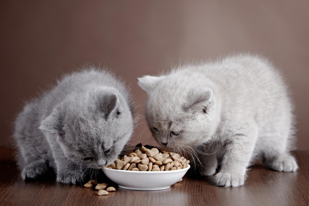 Khẩu phần ăn một ngày của mèo