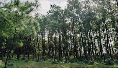 Rừng Thông Bồ Bồ – Địa Điểm Du Lịch Đà Nẵng